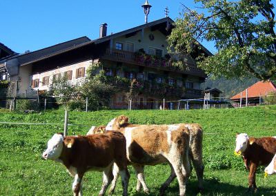 Kälbchen auf dem Altenburger Hof