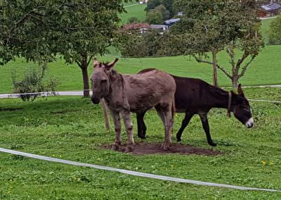 Hoftiere am Altenburger-Hof