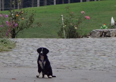 Der verschmuste Hofhund