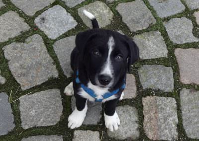 Der verschmuste Hofhund