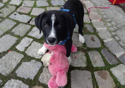 Der verschmuste Hofhund