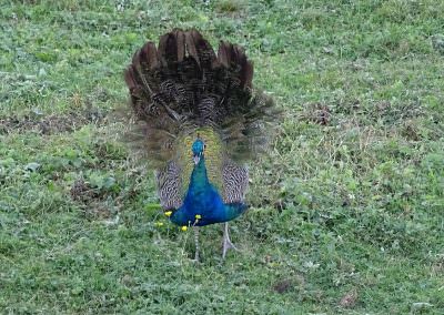 Unser Pfau