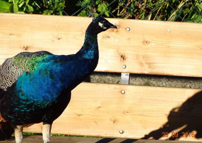 Unser Pfau