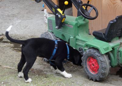 Der verspielte Hofhund