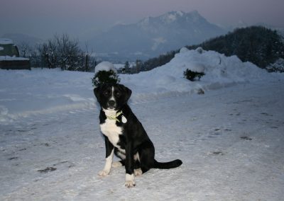 Der Hofhund